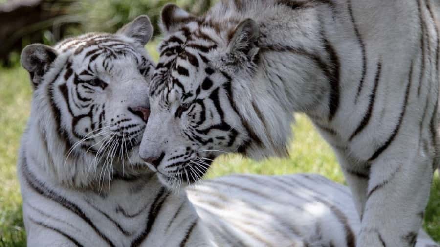 From Buenos Aires: Temaiken Zoo Tour with Ticket Included - A 360-degree cinema: nature’s story at planet scale
