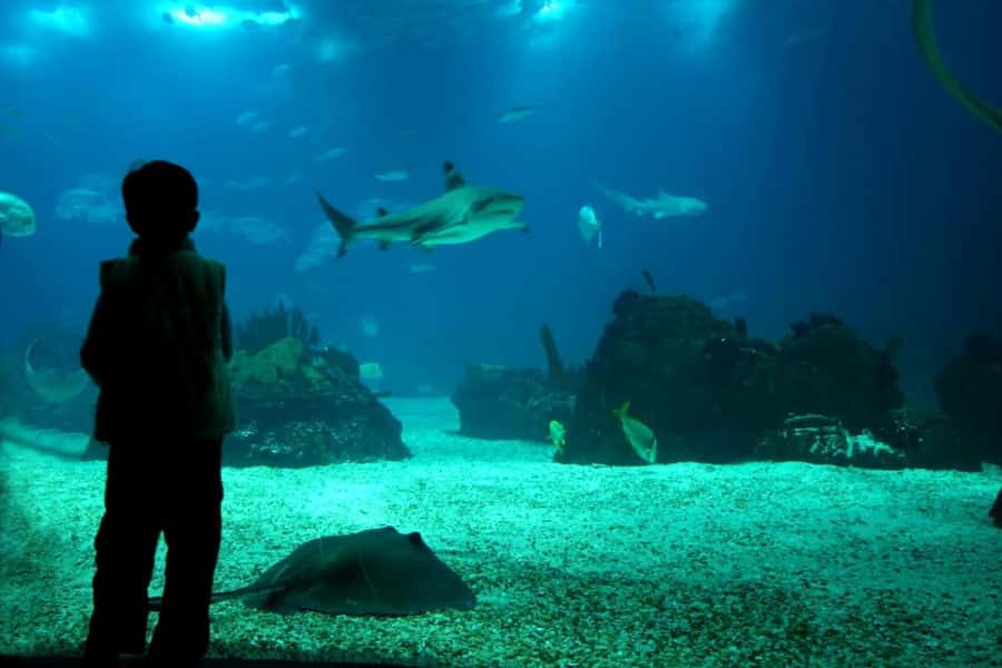 From Buenos Aires: Temaiken Zoo Tour with Ticket Included - Guide quality and language options that actually matter