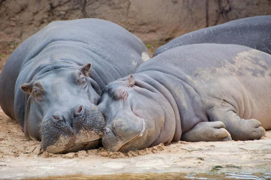 From Buenos Aires: Temaiken Zoo Tour with Ticket Included - Price and logistics: does $135 feel fair?