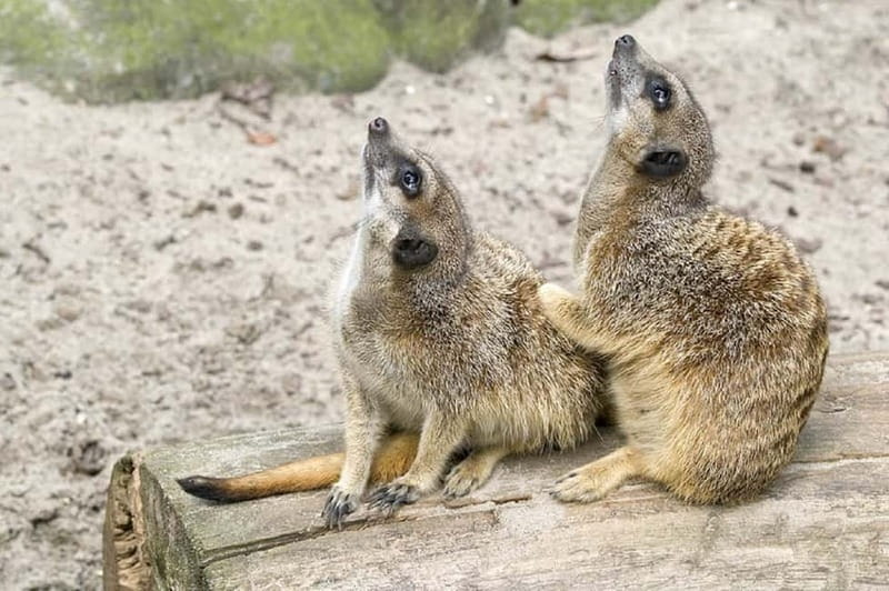 From Krakow: Zoo Trip with Private Luxury Transfer - Private luxury transfer that saves you the Kraków transport headache