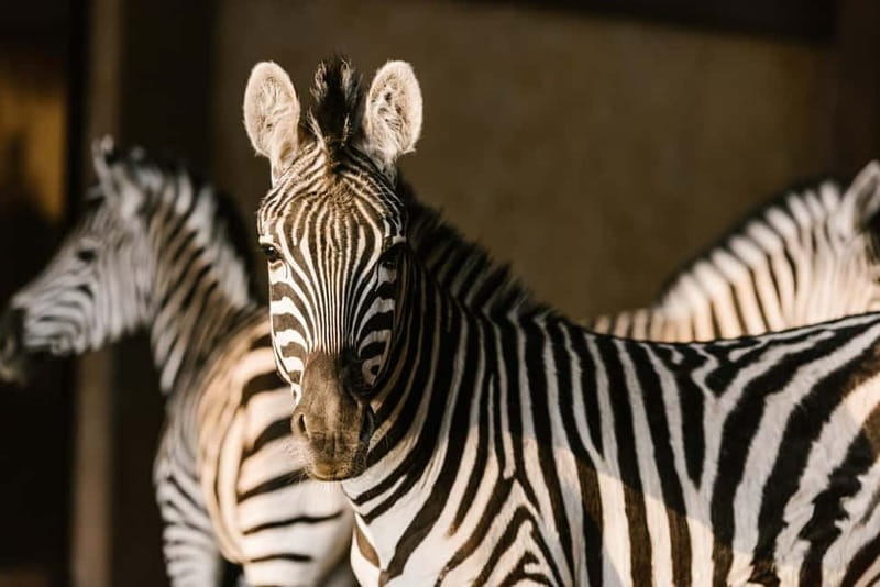 From Krakow: Zoo Trip with Private Luxury Transfer - Animal viewing that leans on conservation: big names and endangered groups