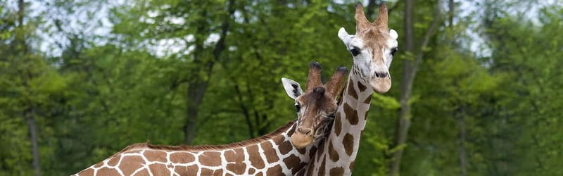 From Krakow: Zoo Trip with Private Luxury Transfer - The timing: how a 150-minute tour works in real life