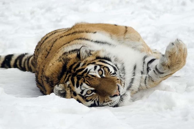 From Krakow: Zoo Trip with Private Luxury Transfer - What the English guide adds (and what it doesn’t)