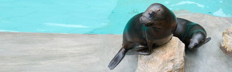 From Krakow: Zoo Trip with Private Luxury Transfer - Price and logistics: does $90 per person make sense for you?