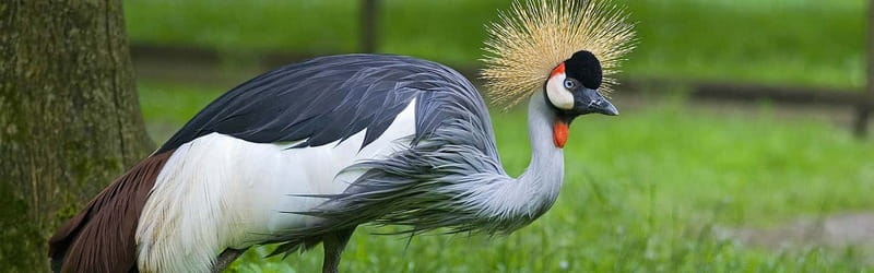From Krakow: Zoo Trip with Private Luxury Transfer - Who this tour fits best