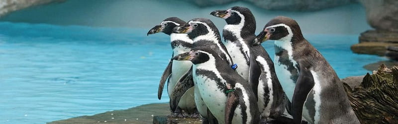 From Krakow: Zoo Trip with Private Luxury Transfer - Kraków Zoo in Wolski Forest: animals plus a real break from the city