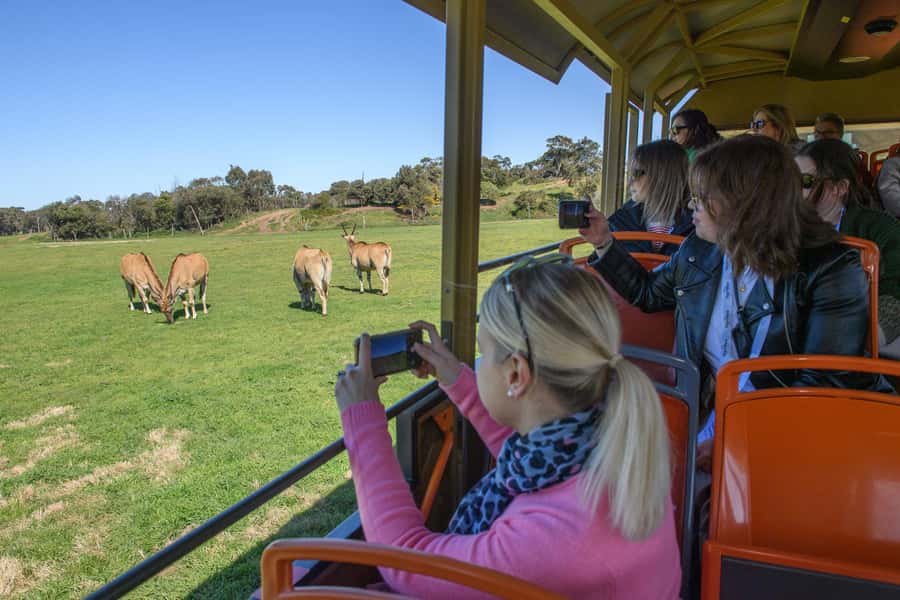 From Melbourne: Werribee Open Range Zoo & Werribee Mansion - Werribee Mansion first: a self-guided stroll through Chirnside-era Victoria