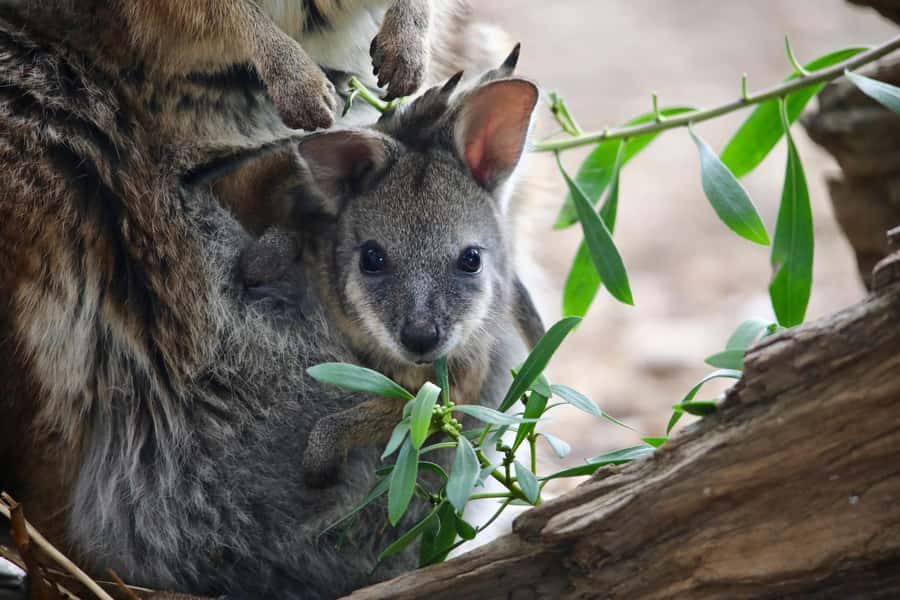 From Melbourne: Werribee Open Range Zoo & Werribee Mansion - What you get for your $102: good value if you like structure