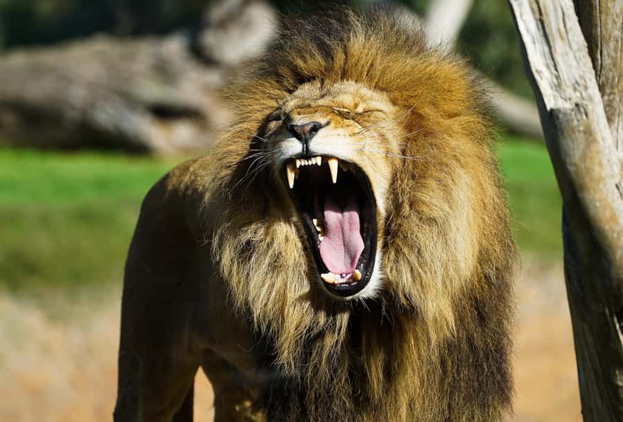 From Melbourne: Werribee Open Range Zoo & Werribee Mansion - Packing smart and knowing the rules before you go