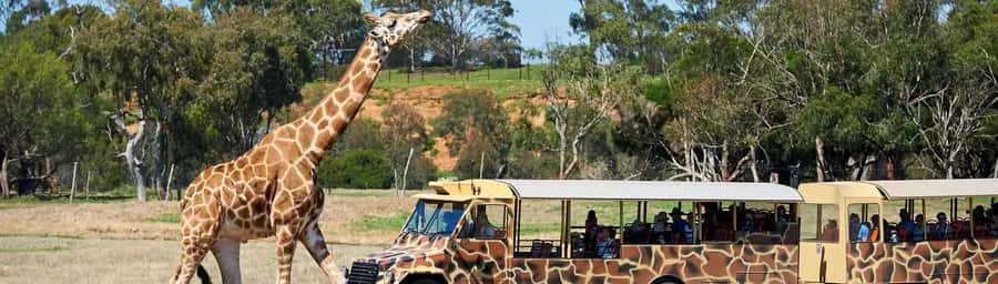 From Melbourne: Werribee Open Range Zoo & Werribee Mansion - Should you book the Werribee Mansion and Zoo day trip?