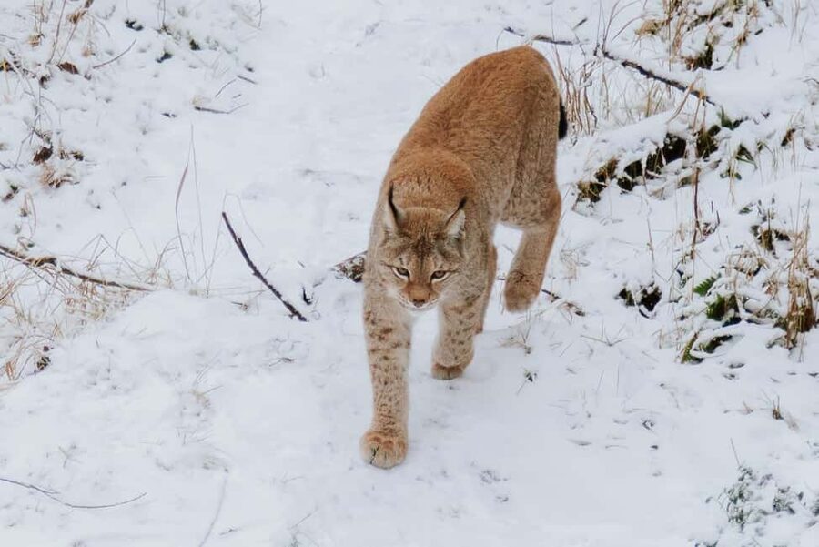 From Rovaniemi: Family Friendly Visit to Ranua Wildlife Park - The quick appeal: why Ranua fits so well from Rovaniemi