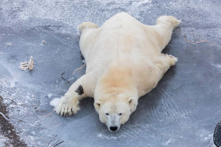 From Rovaniemi: Family Friendly Visit to Ranua Wildlife Park - Cold-weather reality: what to wear so you enjoy it