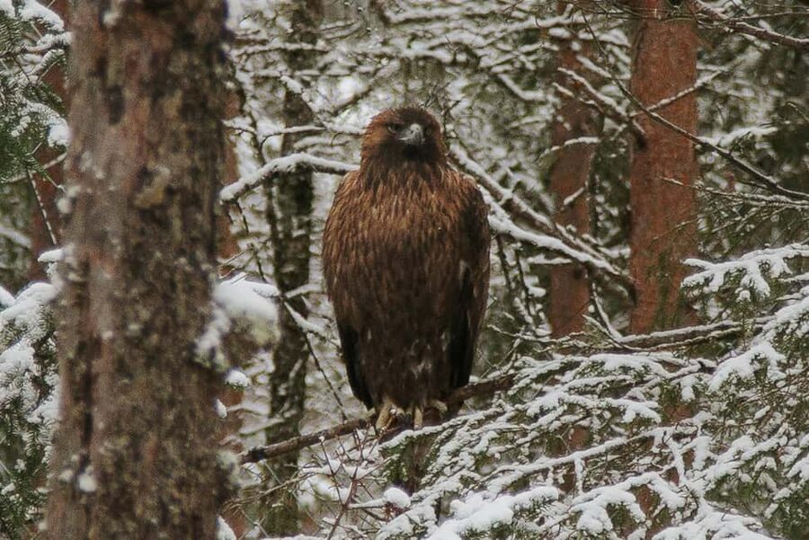 From Rovaniemi: Family Friendly Visit to Ranua Wildlife Park - Price and value: is $147 per person worth it?
