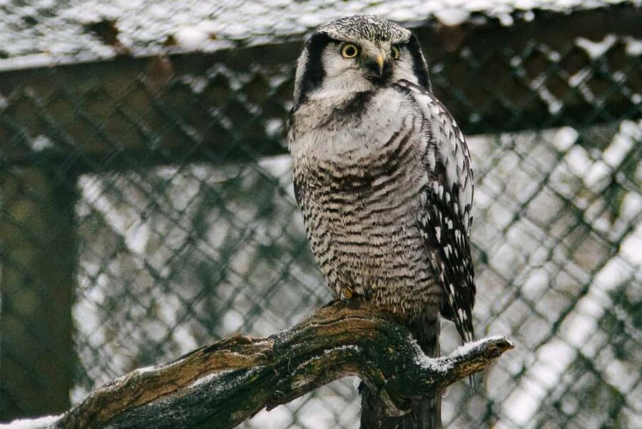 From Rovaniemi: Family Friendly Visit to Ranua Wildlife Park - Best for: who will love this the most