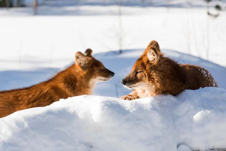 From Rovaniemi: Family Friendly Visit to Ranua Wildlife Park - Should you book this Ranua Wildlife Park day trip?