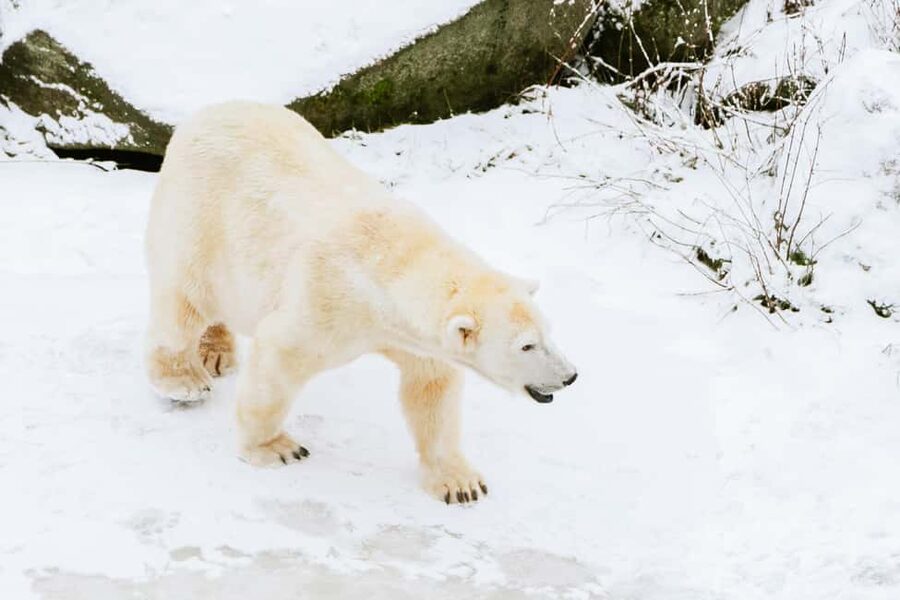 From Rovaniemi: Family Friendly Visit to Ranua Wildlife Park - Getting there: the van ride that sets the tone
