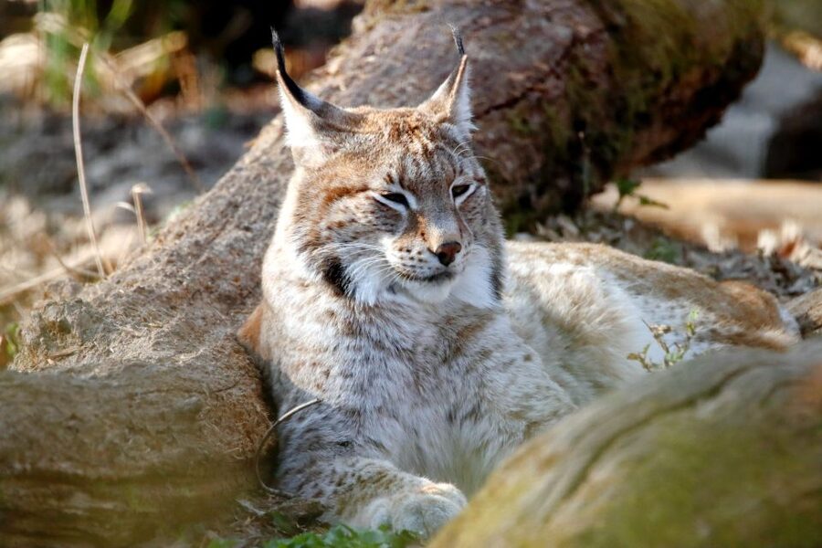 From Rovaniemi: Ranua Arctic Zoo with Entry Ticket - Quick hits before you go