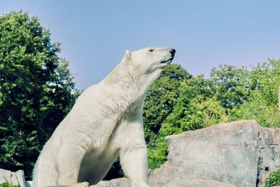 From Rovaniemi: Ranua Arctic Zoo with Entry Ticket - Small group rides and the value of calm logistics