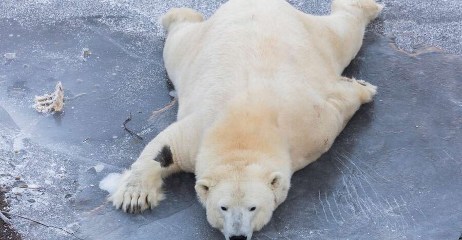 From Rovaniemi: Ranua Wildlife Park Experience - Key highlights worth planning for
