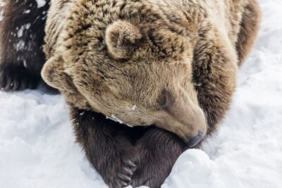 From Rovaniemi: Ranua Wildlife Park Experience - What you’ll see on the guided walk (lynx, bears, wolves, moose)