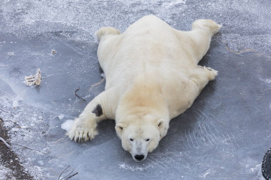 From Rovaniemi: Ranua Wildlife Park Experience - Lunch at Ranua Zoo: hearty buffet, good timing, check your option