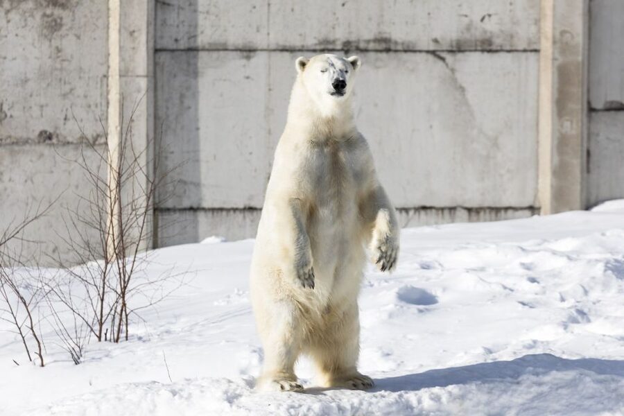 From Rovaniemi: Ranua Wildlife Park Experience - Free time after lunch: Fazer sweets, wine shop, and boutiques