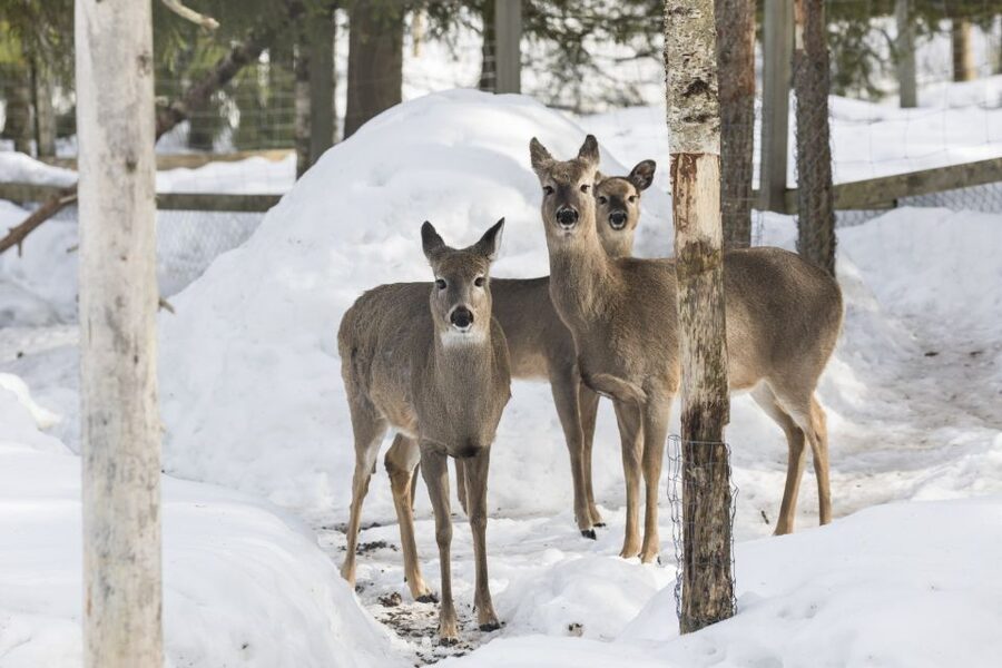 From Rovaniemi: Ranua Wildlife Park Experience - Practical packing: comfortable shoes, cash, and warm layers