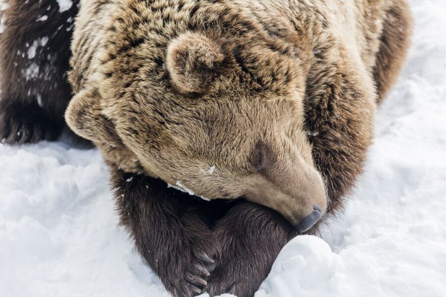 From Rovaniemi: Ranua Wildlife Park Experience - What you’ll see on the guided walk (lynx, bears, wolves, moose)