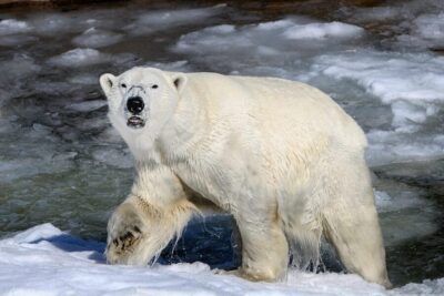 From Rovaniemi: Tour to Ranua Wildlife Park - Pickup, minibus comfort, and the separate entrance win