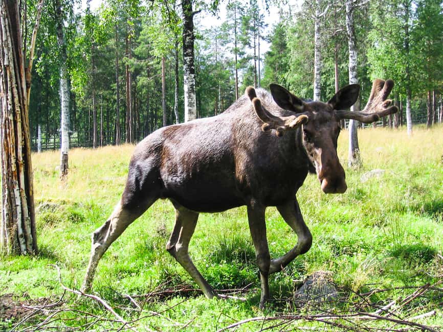 From Rovaniemi: Visit Wildlife Park in Ranua - Quick hits from Rovaniemi to Ranua Wildlife Park