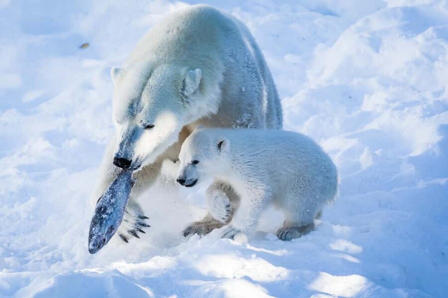 From Rovaniemi: Visit Wildlife Park in Ranua - Inside Ranua Wildlife Park: what you’ll see and why it matters