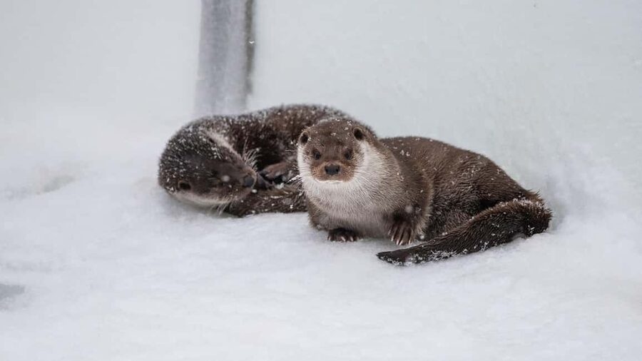 From Rovaniemi: Visit Wildlife Park in Ranua - What the guide language means for your experience