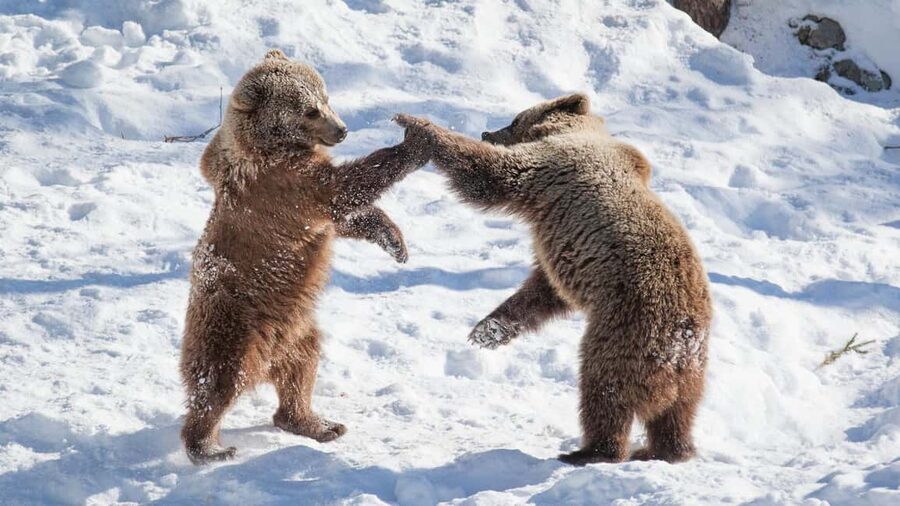 From Rovaniemi: Visit Wildlife Park in Ranua - Getting there smoothly from Rovaniemi