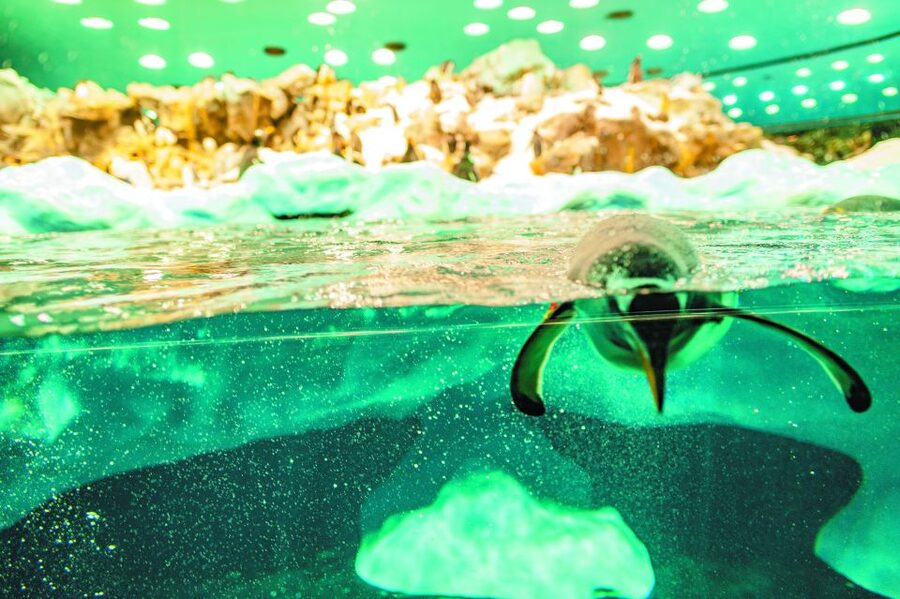 From South Tenerife: Loro Park Zoo Ticket & Hotel Transfers - Planet Penguin and the iceberg: why this part hooks you fast