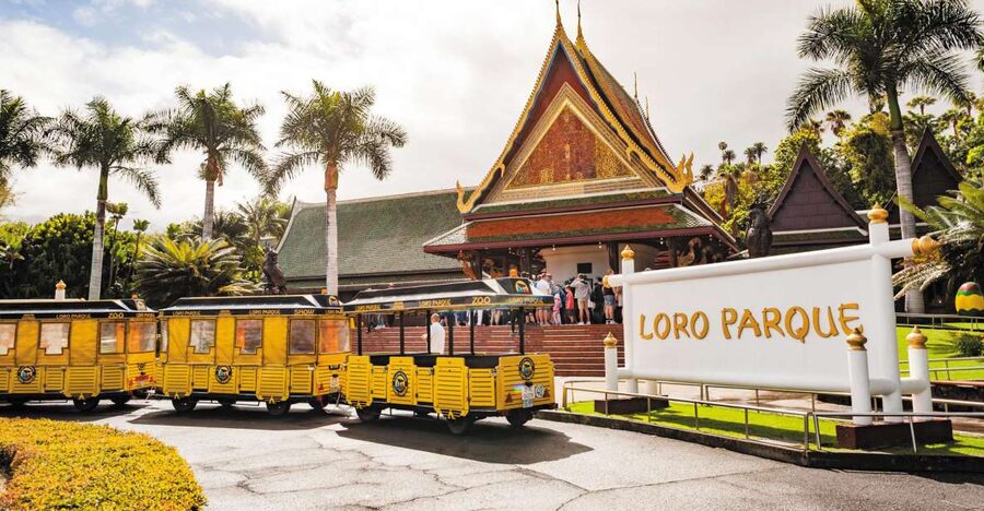 From South Tenerife: Loro Park Zoo Ticket & Hotel Transfers - Katandra TreeTops: hanging bridges and jungle paths