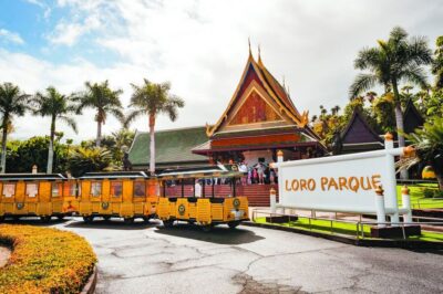 From South Tenerife: Loro Park Zoo Ticket & Hotel Transfers - Orca Ocean shows: killer whales, dolphins, and sea lions