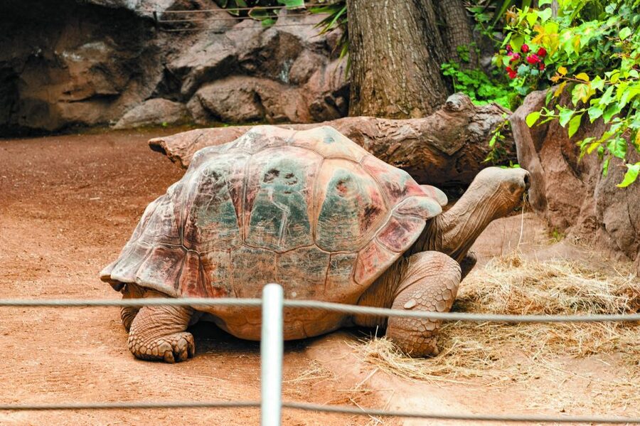 From South Tenerife: Loro Park Zoo Ticket & Hotel Transfers - Price and value: does $75 make sense for this day?