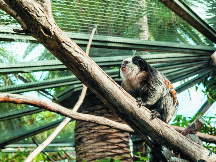 From South Tenerife: Loro Park Zoo Ticket & Hotel Transfers - Who this tour fits best (and who should reconsider)