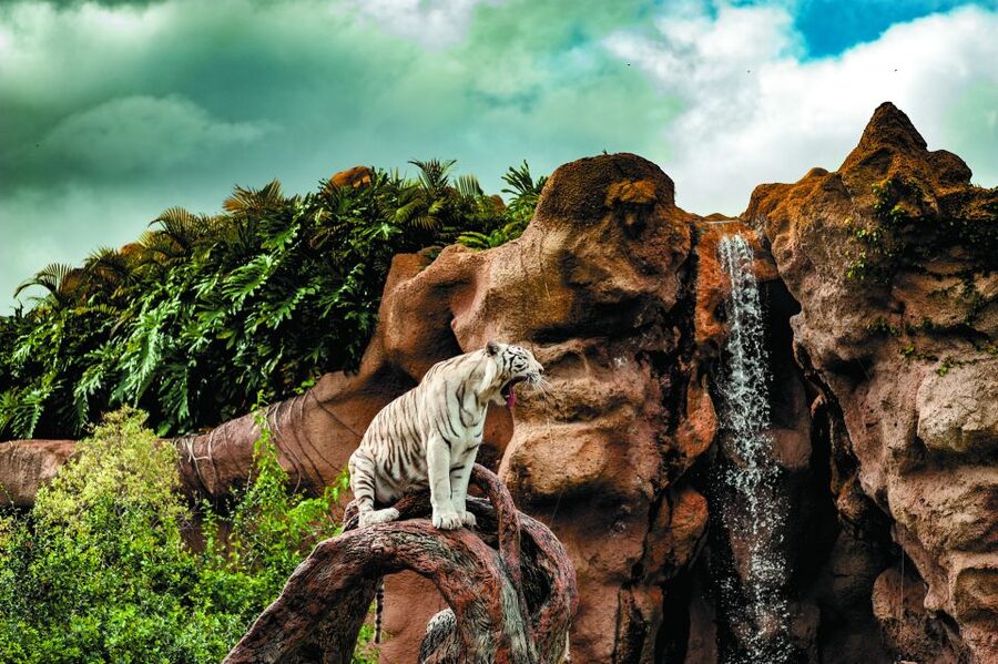 From South Tenerife: Loro Park Zoo Ticket & Hotel Transfers - Small logistics that can save you stress