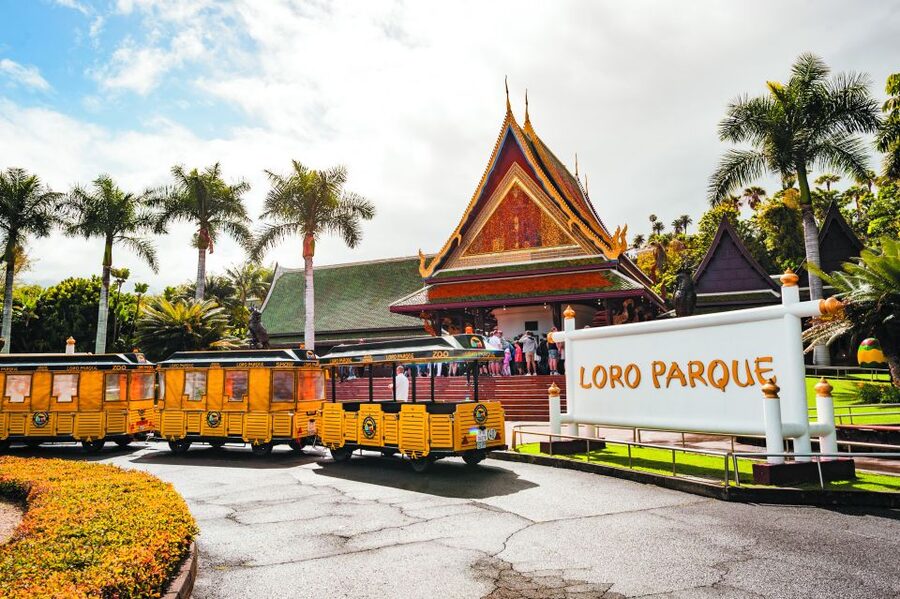 From South Tenerife: Loro Park Zoo Ticket & Hotel Transfers - Orca Ocean shows: killer whales, dolphins, and sea lions