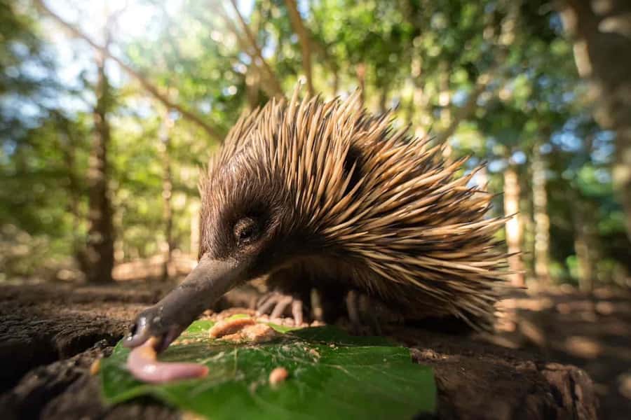 From Sunshine Coast: Australia Zoo Entry Ticket and Transfer - Key points at a glance