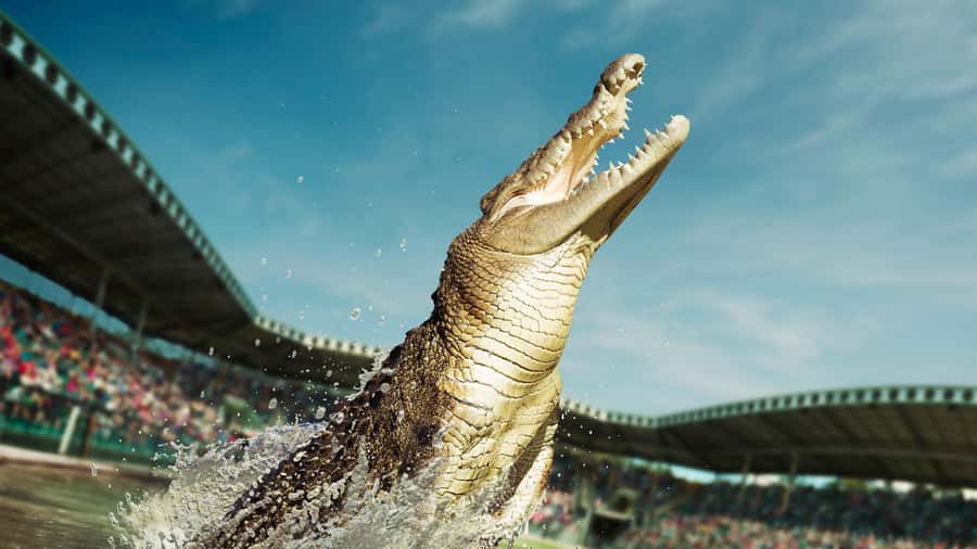 From Sunshine Coast: Australia Zoo Entry Ticket and Transfer - Wildlife Hospital: the short stop that adds real meaning to the day