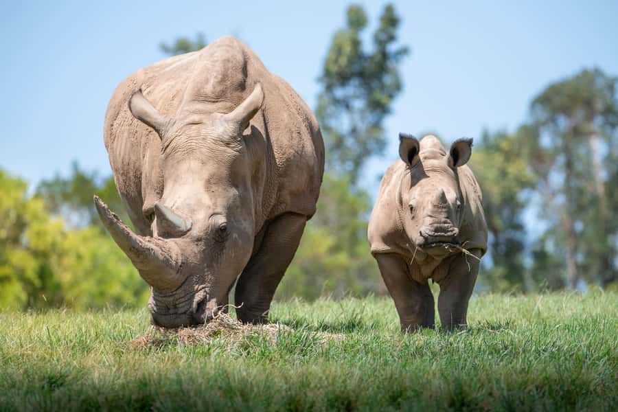 From Sunshine Coast: Australia Zoo Entry Ticket and Transfer - Wildlife Warriors at 1.00pm: croc feeding is the showpiece moment