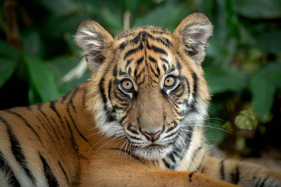 From Sunshine Coast: Australia Zoo Entry Ticket and Transfer - Transport timing, drop-off comfort, and why the driver matters