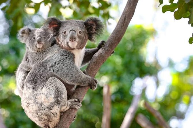 From Sydney Blue Mountains Private Tour with Wildlife Park - How this private day tour flows from Sydney