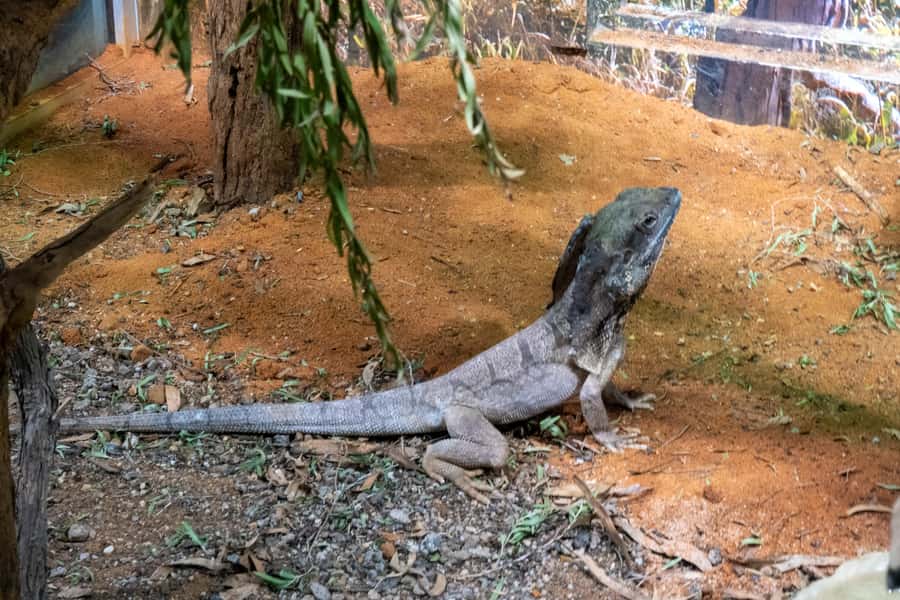 From Sydney: Blue Mountains, Scenic Railway, & Sydney Zoo - Leura break time: where the day gets a breather