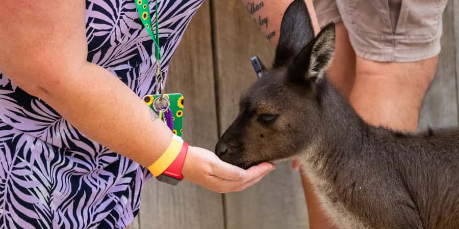From Sydney: Blue Mountains, Scenic Railway, & Sydney Zoo - How the 11-hour schedule really feels (and how to protect your time)