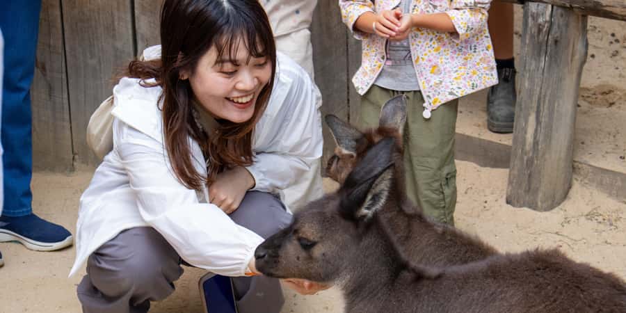 From Sydney: Blue Mountains, Scenic Railway, & Sydney Zoo - Practical tips to make the most of Scenic Railway and cable rides