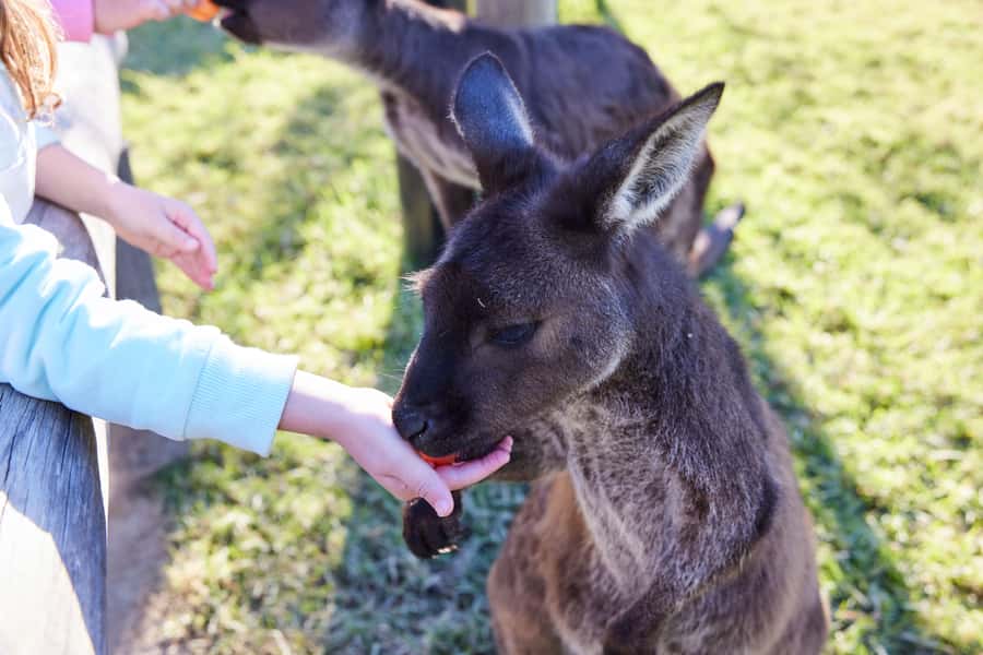 From Sydney: Blue Mountains, Scenic World, Zoo, & Ferry Ride - Guides make a difference: the names you might meet and why they matter