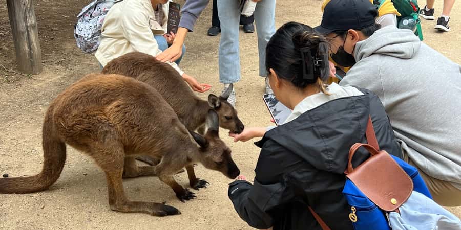 From Sydney: Blue Mountains, Sydney Zoo & Walking Tour - Key highlights worth planning for